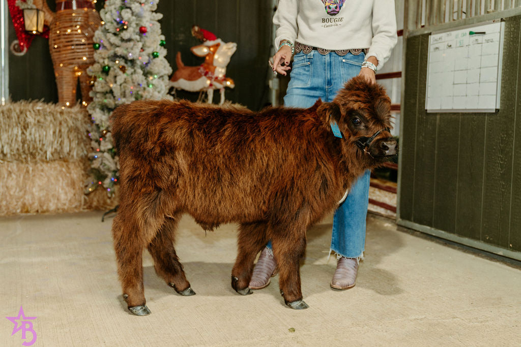 CupCake Mini/Mid POLLED Bull-Steer $10,500.00