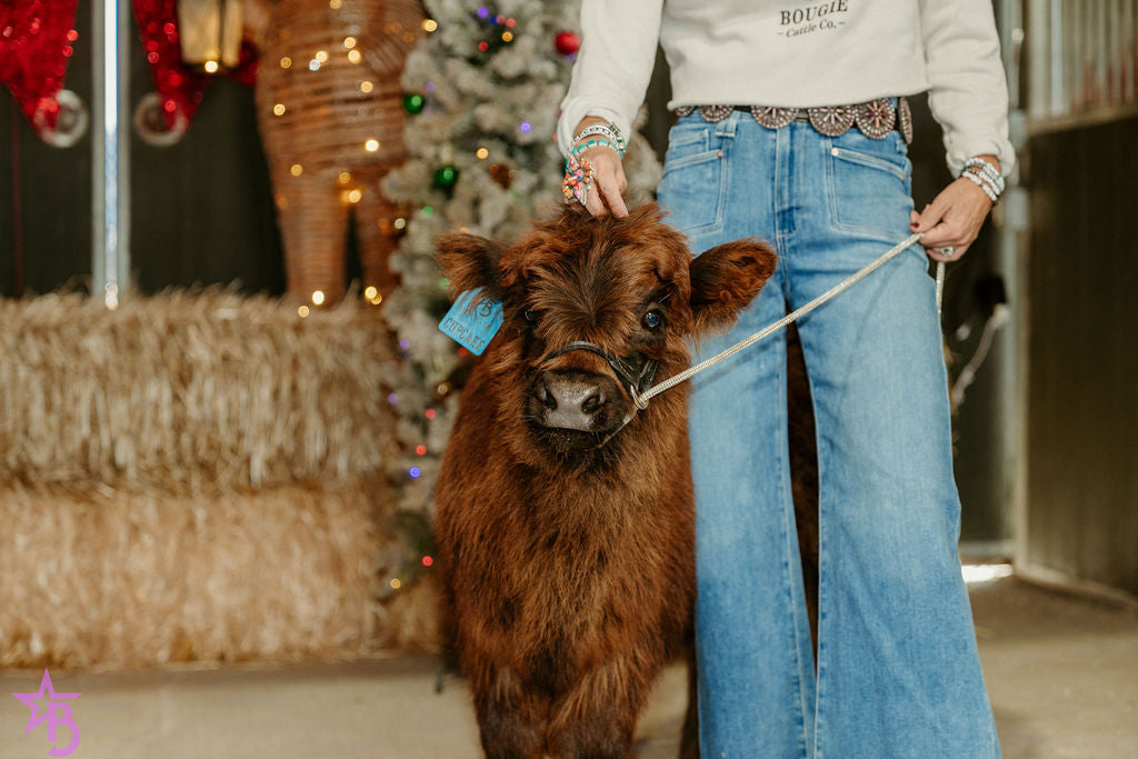 CupCake Mini/Mid POLLED Bull-Steer $10,500.00