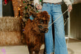 Load image into Gallery viewer, CupCake Mini/Mid POLLED Bull-Steer $10,500.00
