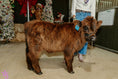 Load image into Gallery viewer, CupCake Mini/Mid POLLED Bull-Steer $10,500.00
