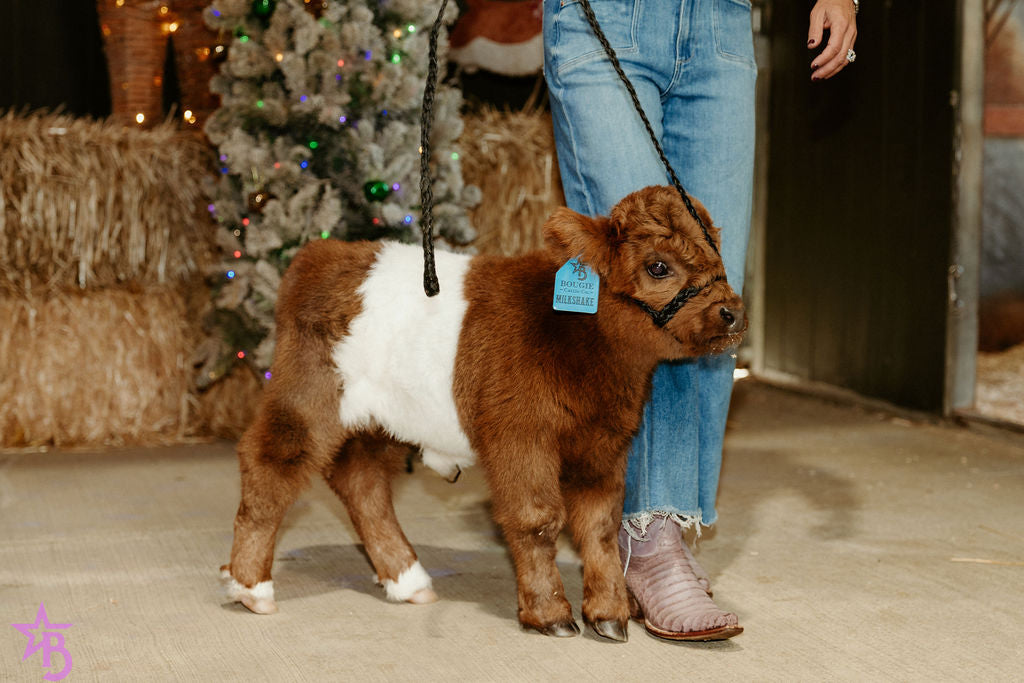 MilkShake Micro/ Mini Bull  Silver Splendor & Roxy $35,000.00