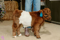 Load image into Gallery viewer, MilkShake Micro/ Mini Bull  Silver Splendor & Roxy $35,000.00
