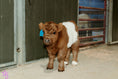 Load image into Gallery viewer, MilkShake Micro/ Mini Bull  Silver Splendor & Roxy $35,000.00
