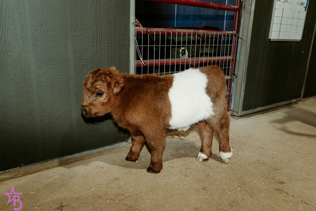 MilkShake Micro/ Mini Bull  Silver Splendor & Roxy $35,000.00