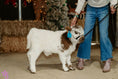 Load image into Gallery viewer, Shepherd POLLED Micro/ Mini Bull-Steer Silver Splendor & Roxy $25,000.00
