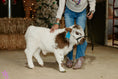 Load image into Gallery viewer, Shepherd POLLED Micro/ Mini Bull-Steer Silver Splendor & Roxy $25,000.00
