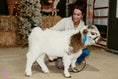 Load image into Gallery viewer, Shepherd POLLED Micro/ Mini Bull-Steer Silver Splendor & Roxy $25,000.00
