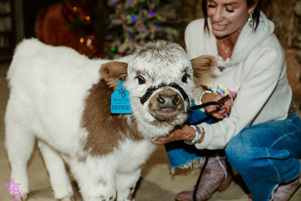 Shepherd POLLED Micro/ Mini Bull-Steer Silver Splendor & Roxy $25,000.00