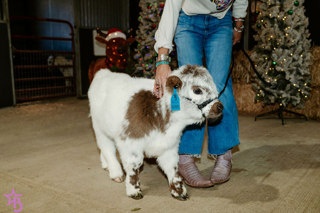 Shepherd POLLED Micro/ Mini Bull-Steer Silver Splendor & Roxy $25,000.00