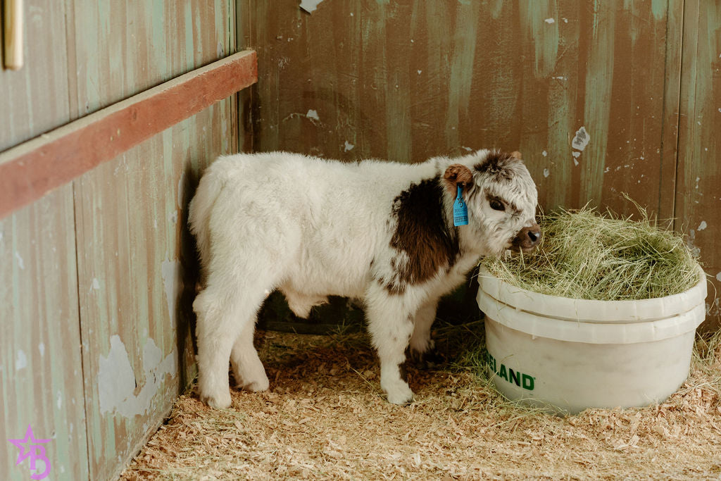 Shepherd POLLED Micro/ Mini Bull-Steer Silver Splendor & Roxy $25,000.00
