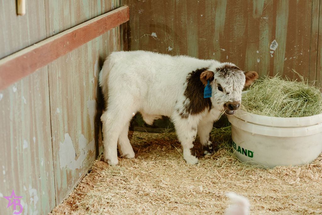 Shepherd POLLED Micro/ Mini Bull-Steer Silver Splendor & Roxy $25,000.00