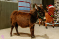 Load image into Gallery viewer, Chip  Mini Black  Donkey. 6900.00

