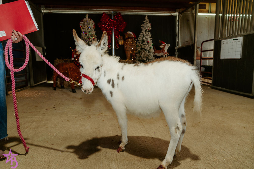 Josephine  Mini Paint Jennette Donkey. $10,000.00