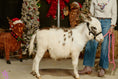 Load image into Gallery viewer, Biff Mini Paint Jack Donkey. $8500.00
