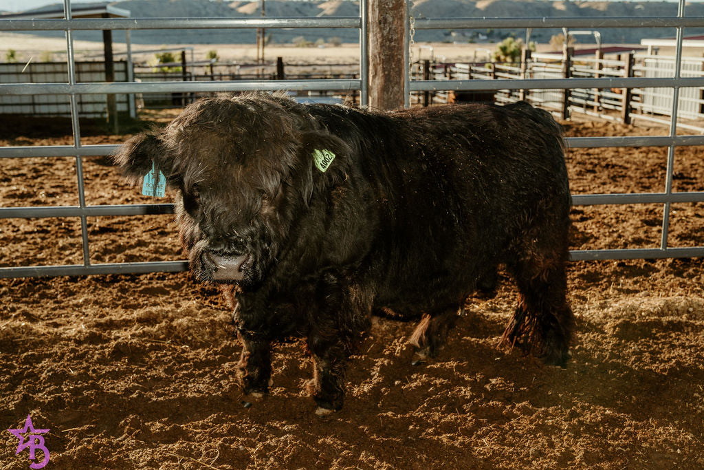 Trucker Coal -Mini Virgin Dehorned  Bull $10,000.00