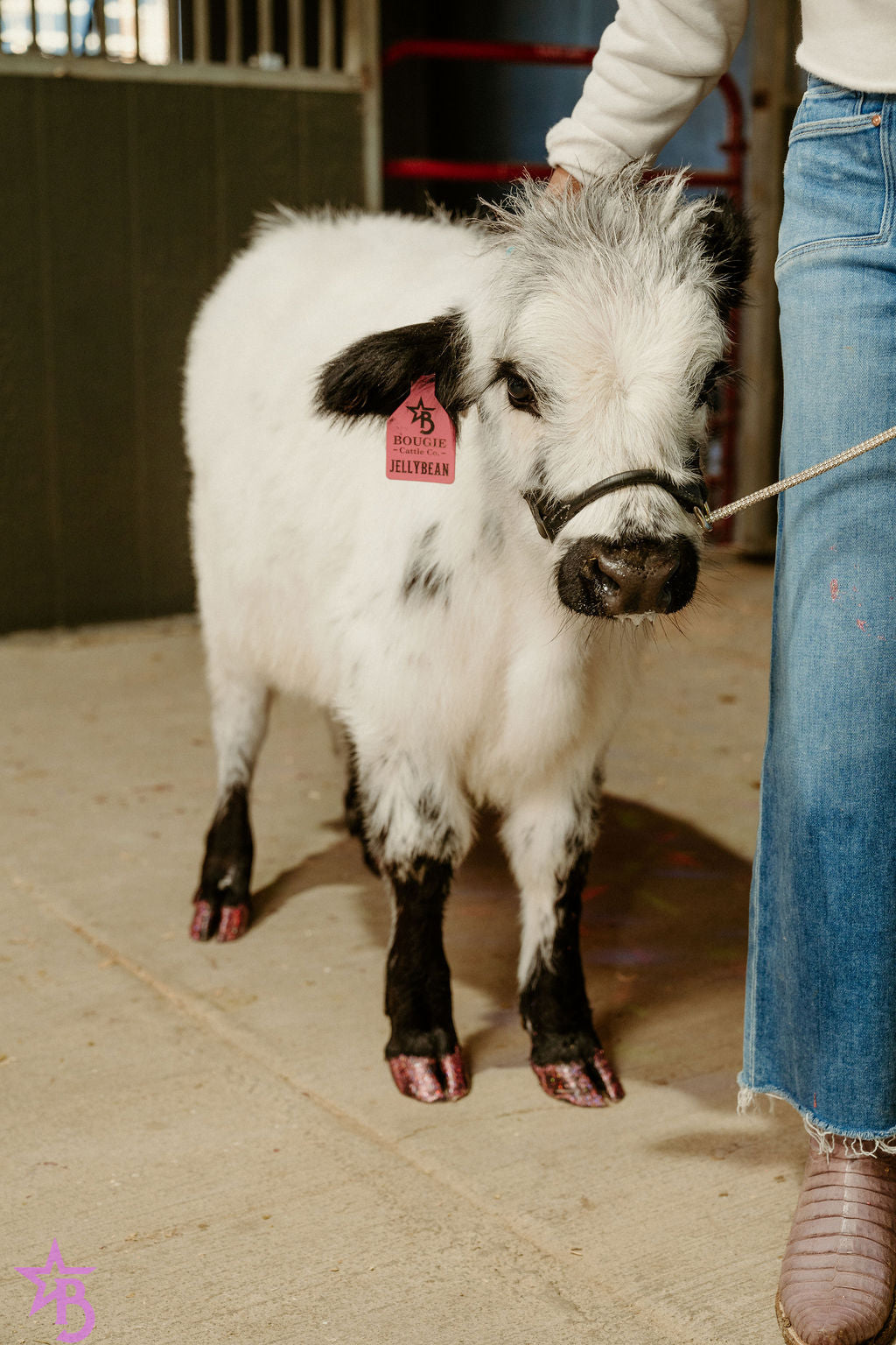 Jellybean- WEANED Polled Mini/Mid Size Heifer $15,000.00