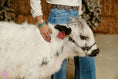 Load image into Gallery viewer, Jellybean- WEANED Polled Mini/Mid Size Heifer $15,000.00
