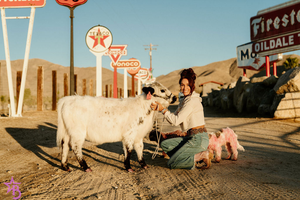 Jellybean- WEANED Polled Mini/Mid Size Heifer $15,000.00