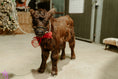 Load image into Gallery viewer, Licorice  Mini/Mid POLLED Bull-Steer $10,500.00
