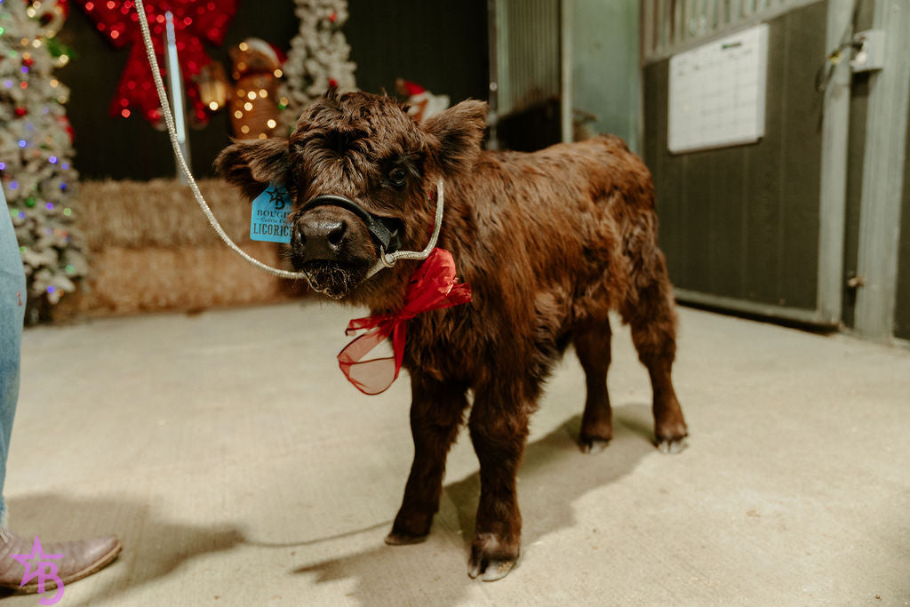 Licorice  Mini/Mid POLLED Bull-Steer $10,500.00