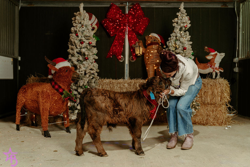 Licorice  Mini/Mid POLLED Bull-Steer $10,500.00