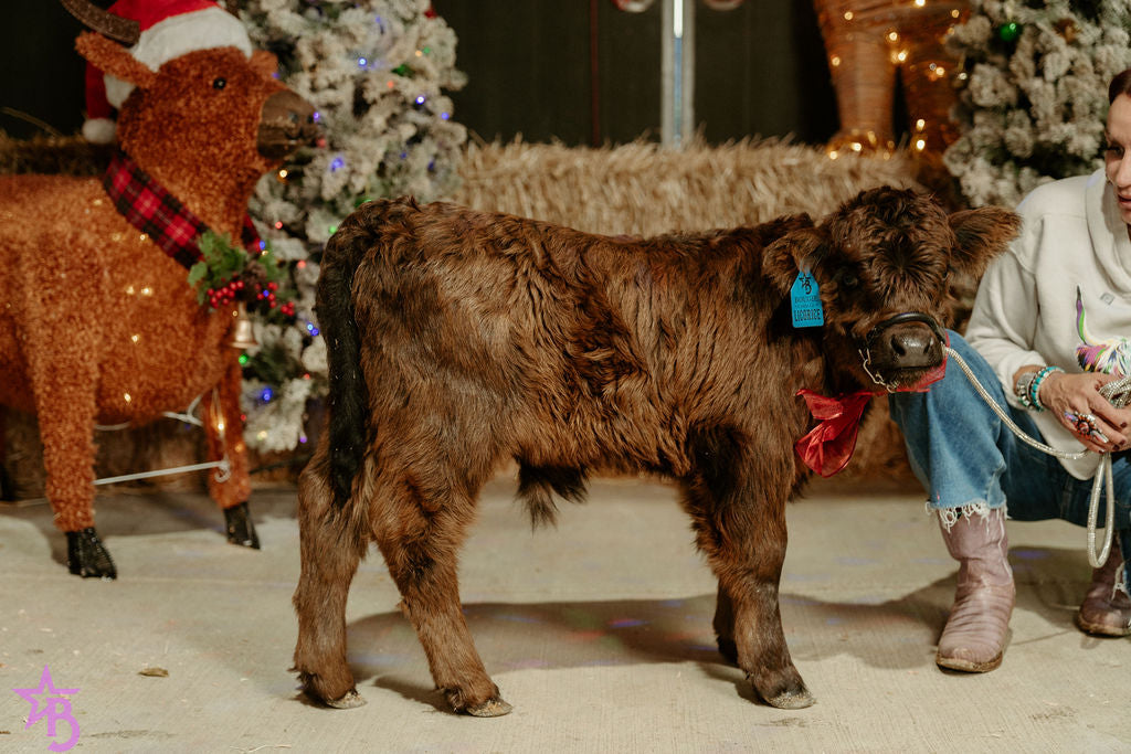 Licorice  Mini/Mid POLLED Bull-Steer $10,500.00