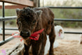 Load image into Gallery viewer, Licorice  Mini/Mid POLLED Bull-Steer $10,500.00
