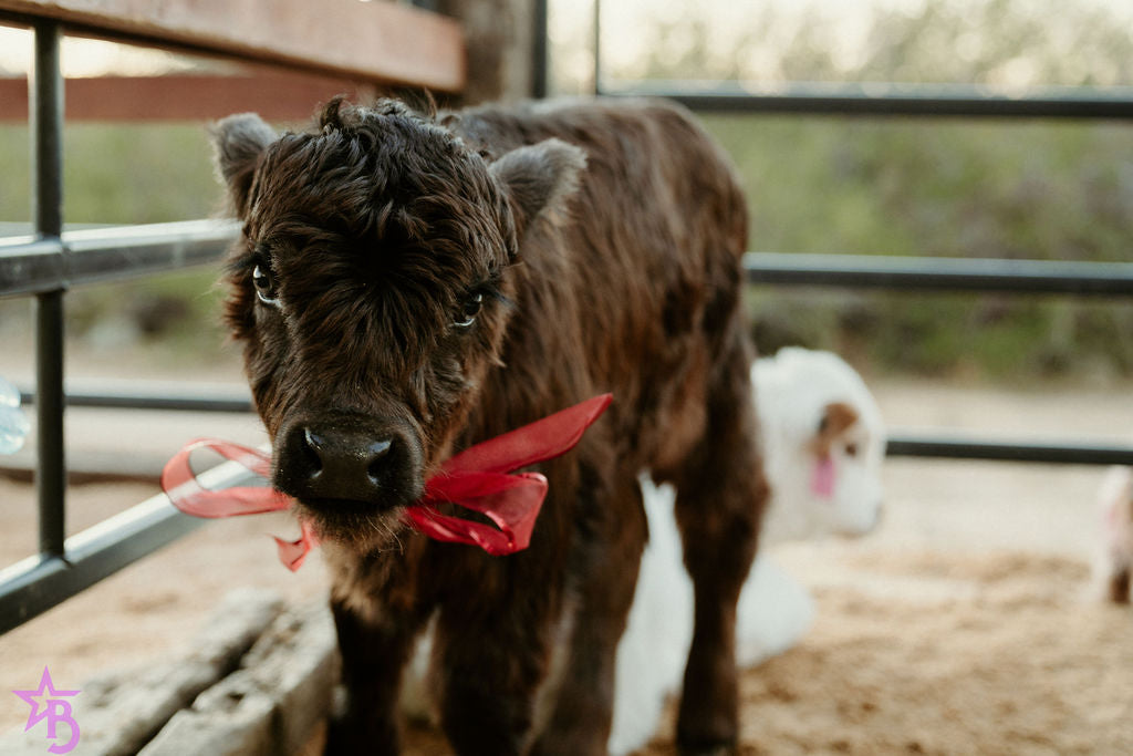 Licorice  Mini/Mid POLLED Bull-Steer $10,500.00