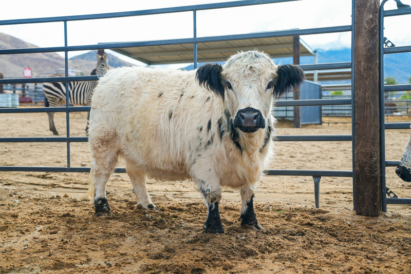 Dolly