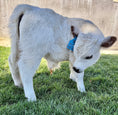 Load image into Gallery viewer, Cool Whip Micro Mini Highpark Bull/Steer $25,000.00
