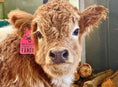 Load image into Gallery viewer, Fancy Micro/Mini Dun Tipped Heifer Oh Yeah & Baby 27,500.00
