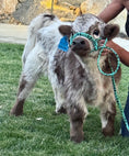 Load image into Gallery viewer, BCC High Dollar Handsome Micro/Mini Bull. $50,000.00
