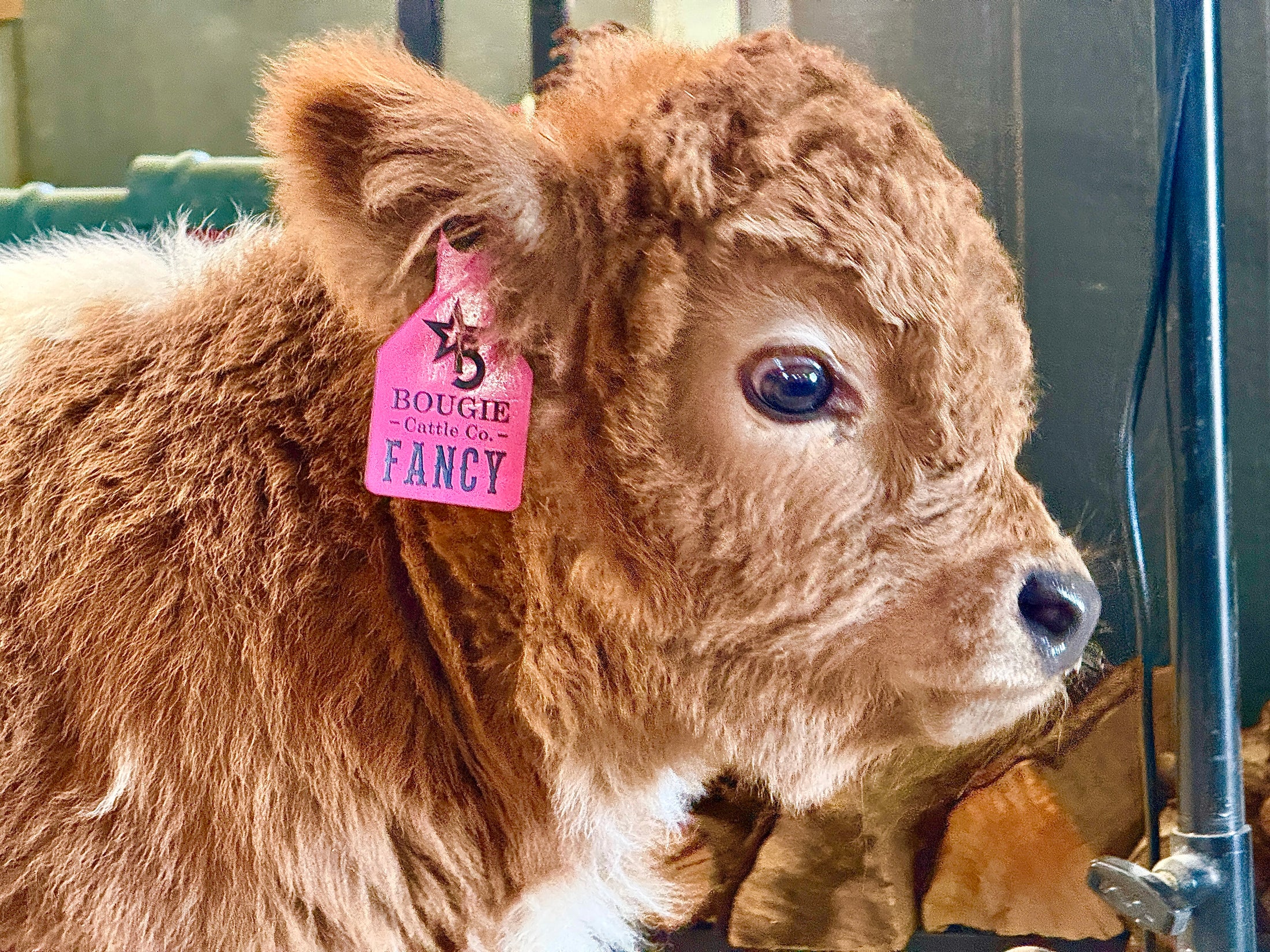 Fancy Micro/Mini Dun Tipped Heifer Oh Yeah & Baby 27,500.00