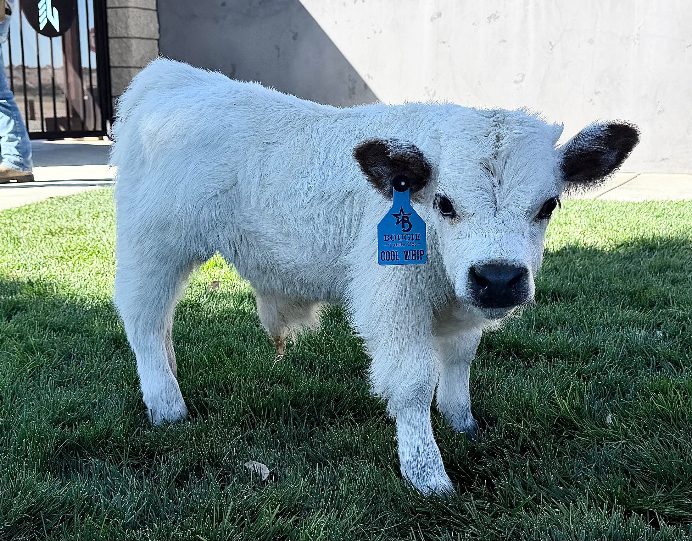 Cool Whip Micro Mini Highpark Bull/Steer $25,000.00