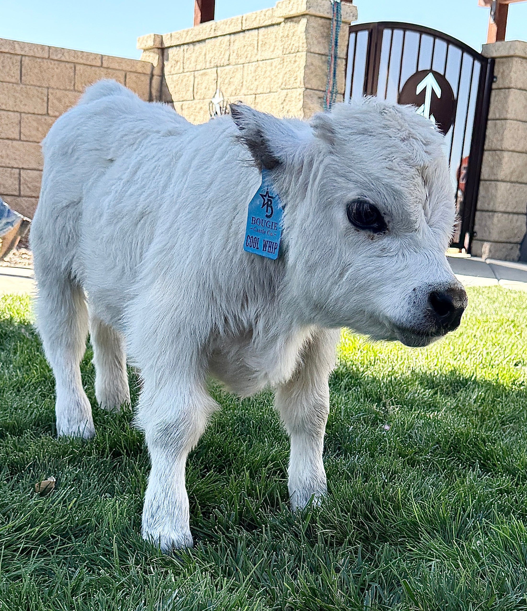 Cool Whip Micro Mini Highpark Bull/Steer $25,000.00