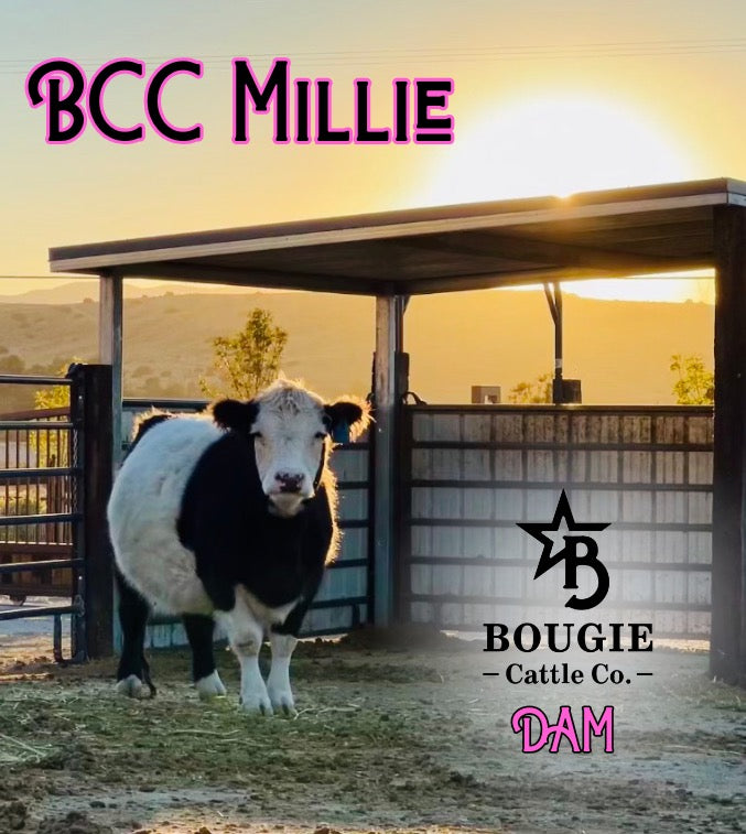 GRAY-C Micro/Mini Highland Heifer  $35,000.00