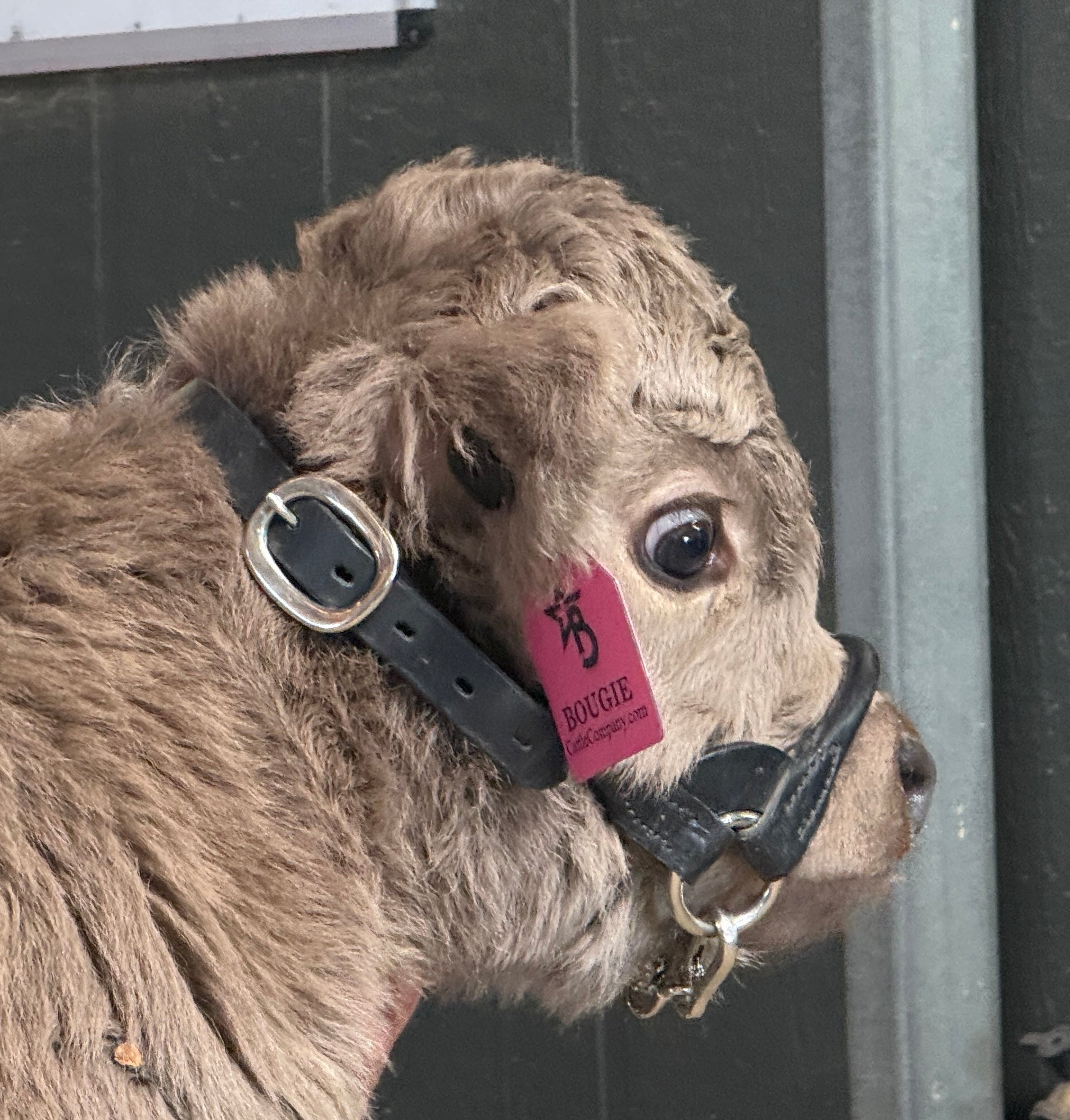 GRAY-C Micro/Mini Highland Heifer  $35,000.00