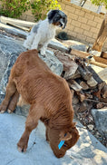 Load image into Gallery viewer, Butterbean Micro/mini Red Bull Calf $13,500.00
