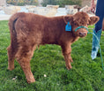 Load image into Gallery viewer, Bougie’s Jamison on the Rocks Mid Size Bull Calf Buy Now Price 8500.00
