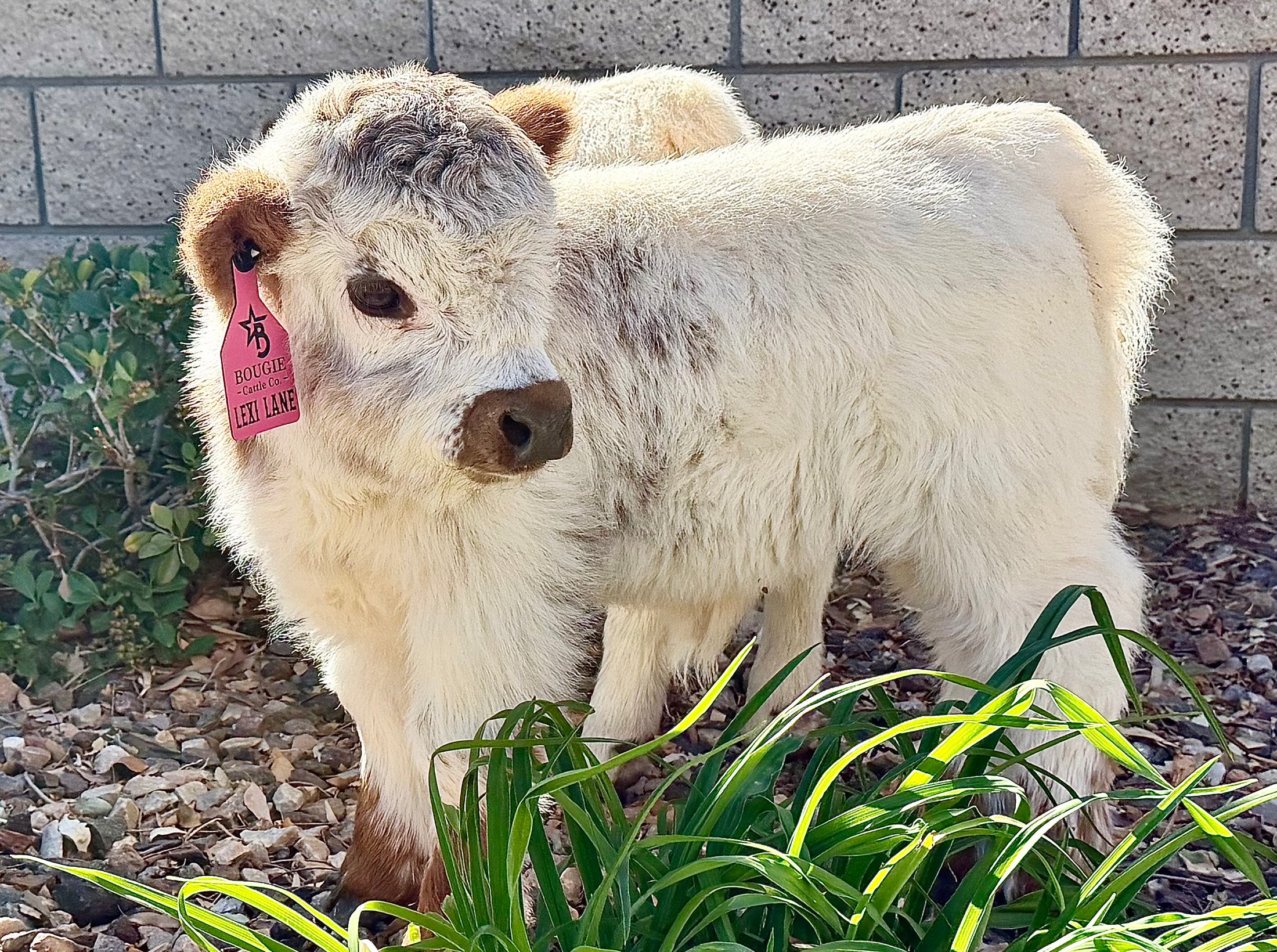 Lexi Lane Micro Mini Heifer $50,000.00