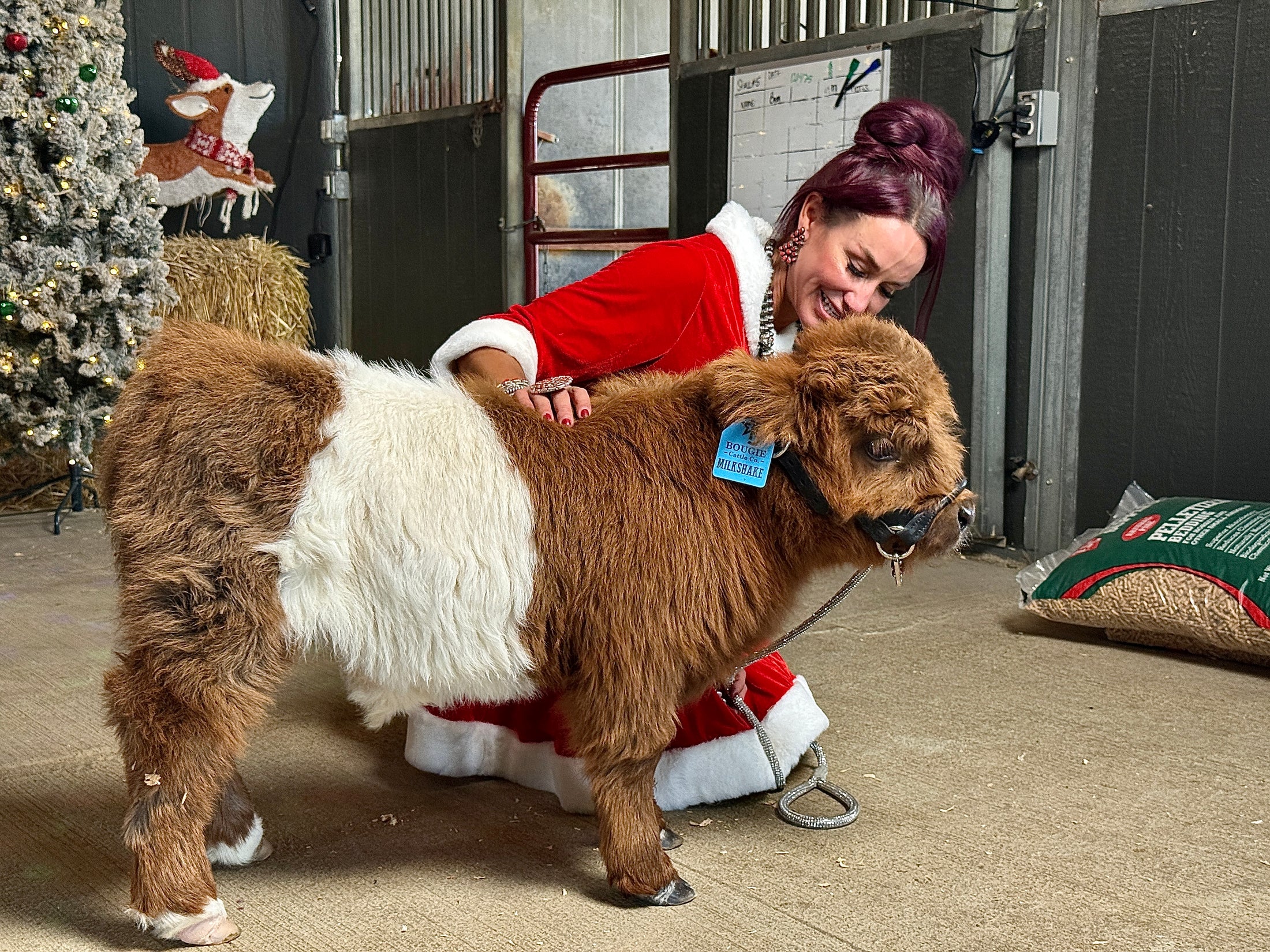 MilkShake Micro/ Mini Bull  Silver Splendor & Roxy $35,000.00