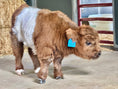 Load image into Gallery viewer, MilkShake Micro/ Mini Bull  Silver Splendor & Roxy $35,000.00
