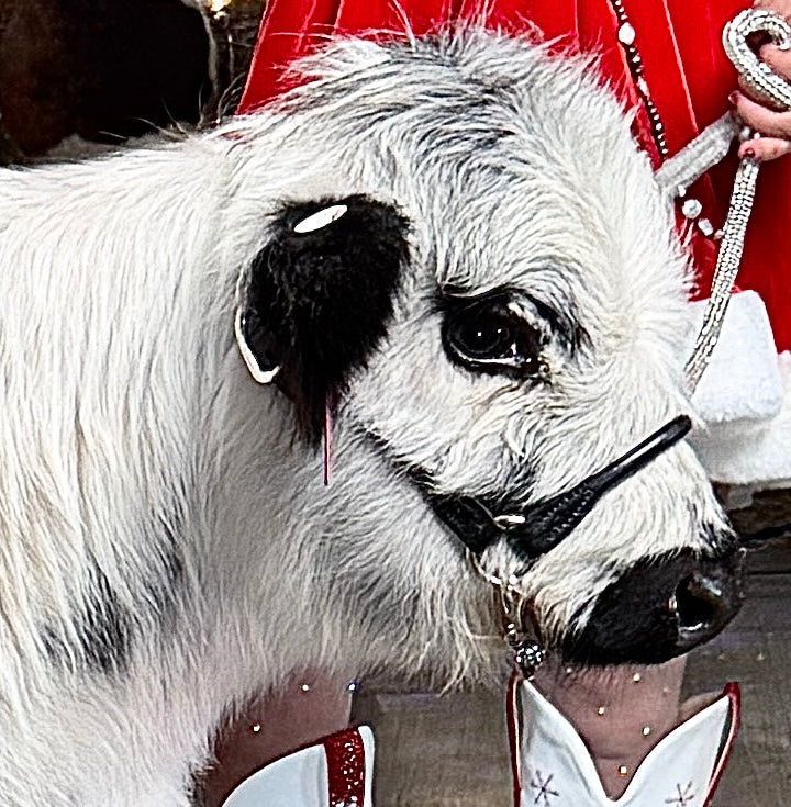 Jellybean- WEANED Polled Mini/Mid Size Heifer $15,000.00