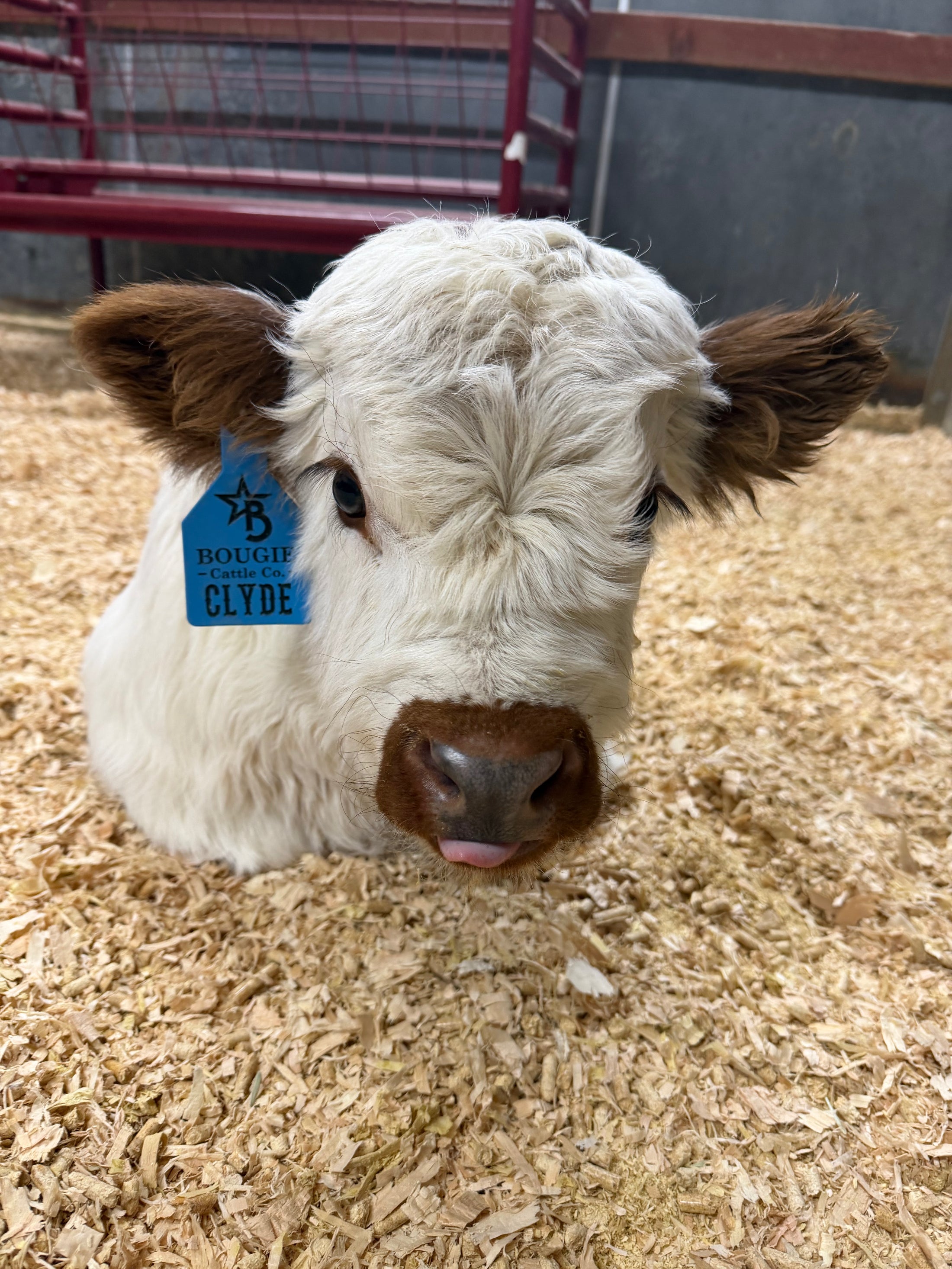 Clyde Mini/Mid Highpark Bull/Steer $15,000.00
