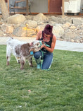 Load image into Gallery viewer, BCC High Dollar Handsome Micro/Mini Bull. $50,000.00

