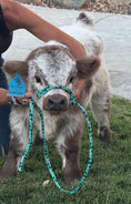 Load image into Gallery viewer, BCC High Dollar Handsome Micro/Mini Bull. $50,000.00

