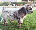 Load image into Gallery viewer, BCC High Dollar Handsome Micro/Mini Bull. $50,000.00
