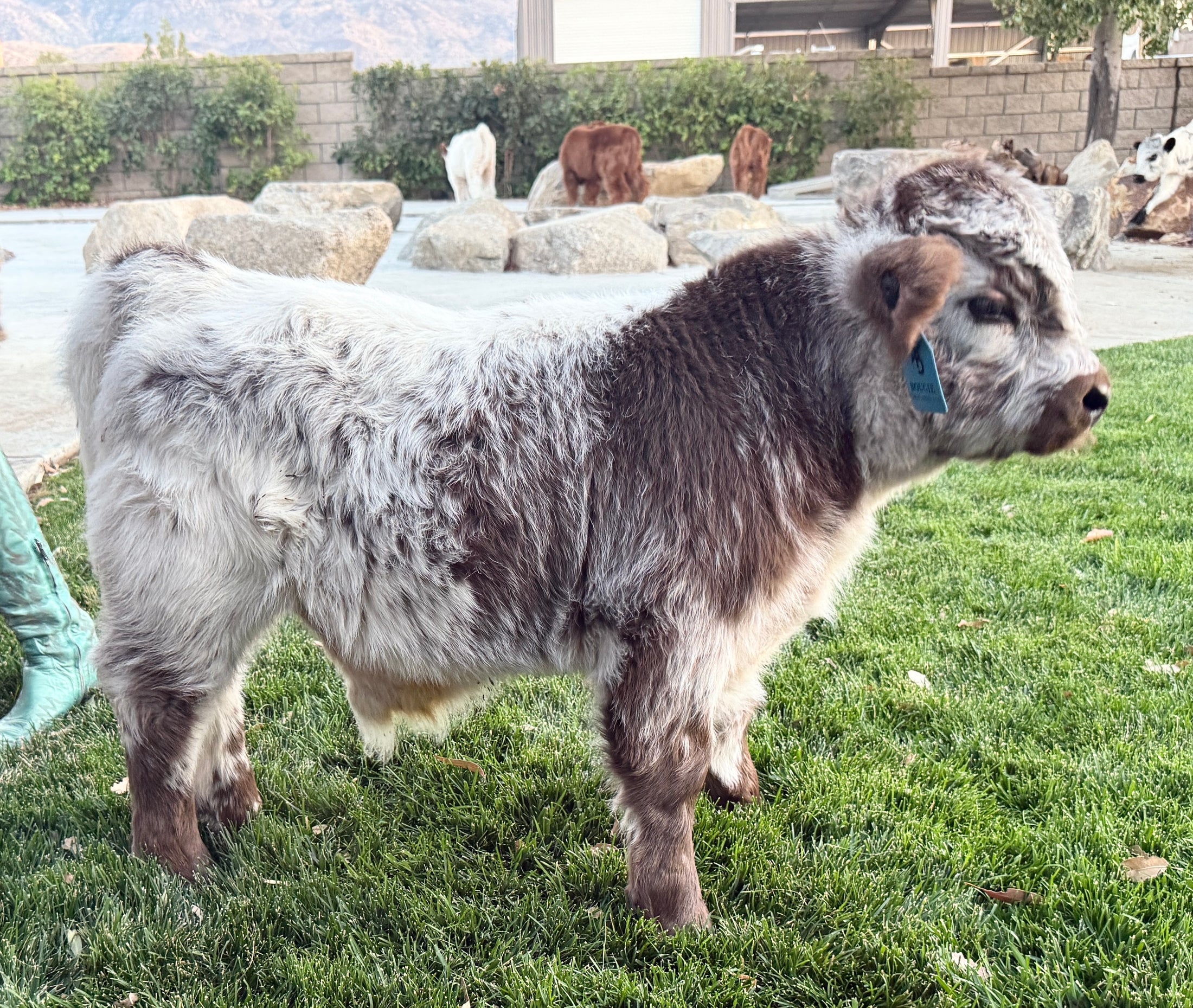 BCC High Dollar Handsome Micro/Mini Bull. $50,000.00