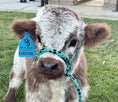 Load image into Gallery viewer, BCC High Dollar Handsome Micro/Mini Bull. $50,000.00
