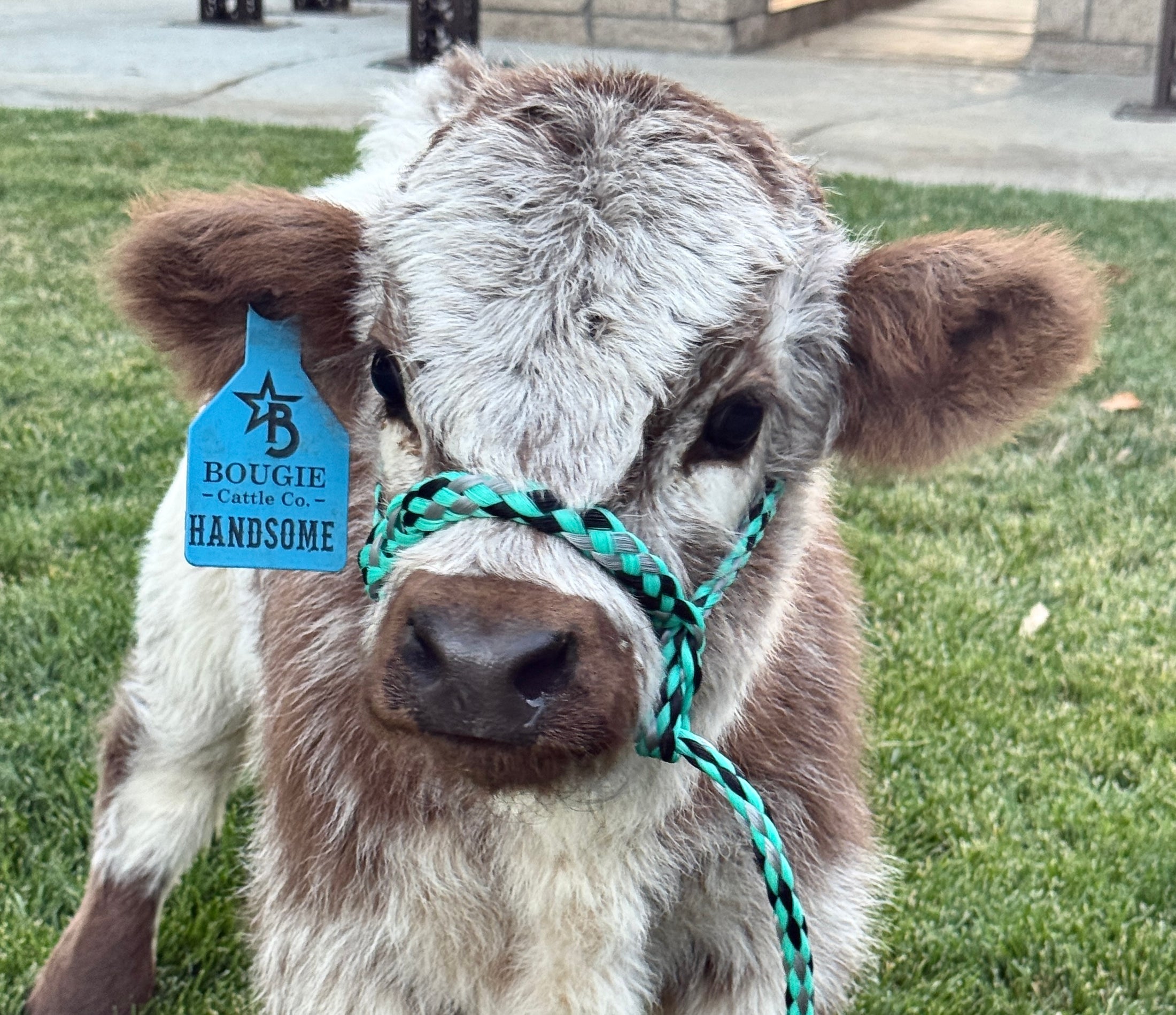BCC High Dollar Handsome Micro/Mini Bull. $50,000.00